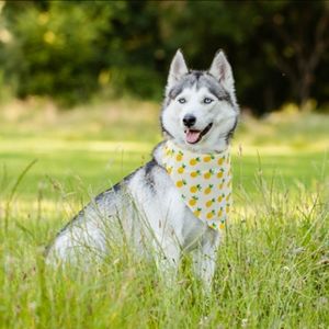 PAWCHIE Cute Dog Bandana - Pineapple Pattern Cooling Summer Style